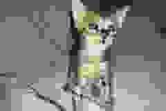 Arrow Savannah F-4SBT bst male DOB 2-10-22 Human Imprint