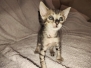Arrow Savannah F-4SBT bst male DOB 2-10-22 Human Imprint