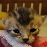 Savannah F-4SBT Male