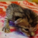 Savannah F-4SBT Male