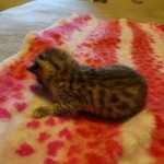 Savannah F-4SBT Male