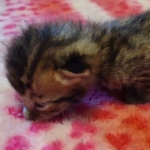 Savannah F-4SBT Male