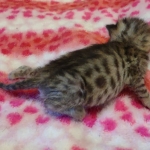 Savannah F-4SBT Male