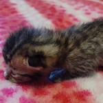 Savannah F-4SBT Male