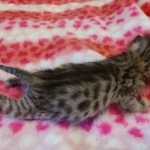 Savannah F-4SBT Male