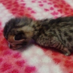 Savannah F-4SBT Male