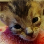 Savannah F-4SBT Male