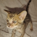 Savannah F-4SBT Male