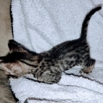 Savannah F-4SBT Male