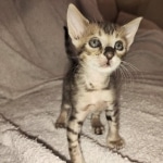 Savannah F-4SBT Male