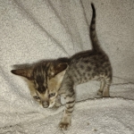 Savannah F-4SBT Male