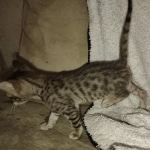 Savannah F-4SBT Male