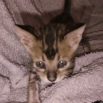 Savannah F-4SBT Male