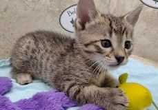 Savannah F-4SBT Brown spotted Male DOB 4-10-23