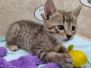 Savannah F-4SBT Brown spotted Male DOB 4-10-23
