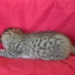 Savannah F-4SBT Brown Spotted Male DOB 4-10-23