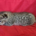 Savannah F-4SBT Brown Spotted Male DOB 4-10-23