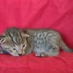Savannah F-4SBT Brown Spotted Male DOB 4-10-23