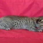 Savannah F-4SBT Brown Spotted Male DOB 4-10-23