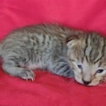 Savannah F-4SBT Brown Spotted Male DOB 4-10-23