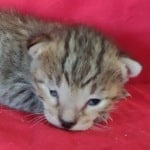 Savannah F-4SBT Brown Spotted Male DOB 4-10-23