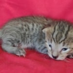 Savannah F-4SBT Brown Spotted Male DOB 4-10-23