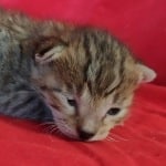 Savannah F-4SBT Brown Spotted Male DOB 4-10-23