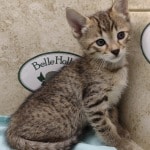 Savannah F-4SBT Brown Spotted Male DOB 4-10-23