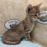 Savannah F-4SBT Brown Spotted Male DOB 4-10-23