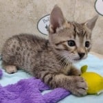 Savannah F-4SBT Brown Spotted Male DOB 4-10-23