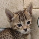 Savannah F-4SBT Brown Spotted Male DOB 4-10-23