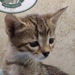 Savannah F-4SBT Brown Spotted Male DOB 4-10-23