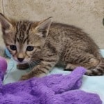 Savannah F-4SBT Brown Spotted Male DOB 4-10-23