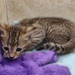 Savannah F-4SBT Brown Spotted Male DOB 4-10-23