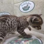 Savannah F-4SBT Brown Spotted Male DOB 4-10-23