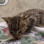 Savannah F-4SBT Brown Spotted Male DOB 4-10-23