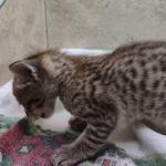 Savannah F-4SBT Brown Spotted Male DOB 4-10-23