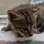 Savannah F-4SBT Brown Spotted Male DOB 4-10-23