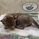 Savannah F-4SBT Brown Spotted Male DOB 4-10-23