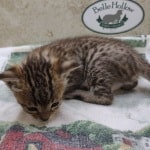 Savannah F-4SBT Brown Spotted Male DOB 4-10-23