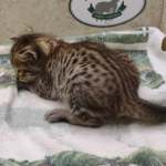 Savannah F-4SBT Brown Spotted Male DOB 4-10-23