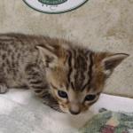 Savannah F-4SBT Brown Spotted Male DOB 4-10-23