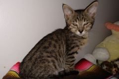 Jinx Savannah F-4SBT BST Male DOB 4-3-19