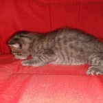 Savannah, F-4SBT, BST, Male, DOB 4-3-19