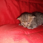 Savannah, F-4SBT, BST, Male, DOB 4-3-19