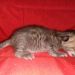 Savannah, F-4SBT, BST, Male, DOB 4-3-19