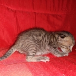 Savannah, F-4SBT, BST, Male, DOB 4-3-19