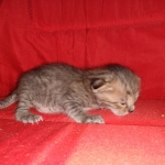 Savannah, F-4SBT, BST, Male, DOB 4-3-19