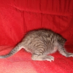 Savannah, F-4SBT, BST, Male, DOB 4-3-19