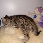 Savannah, F-4SBT, BST, Male, DOB 4-3-19